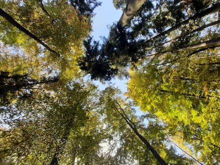 Foto: I. Hanak Ein Blick in die Baumkronen